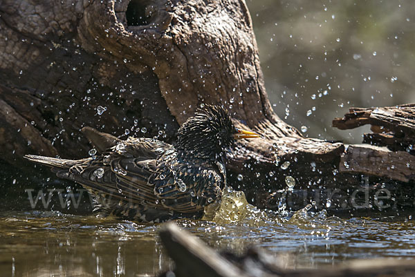 Star (Sturnus vulgaris)