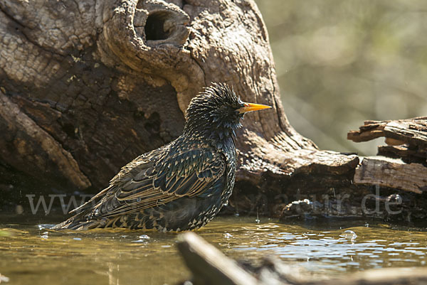 Star (Sturnus vulgaris)