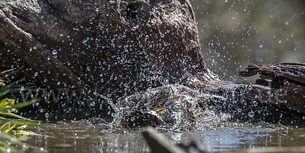 Star (Sturnus vulgaris)