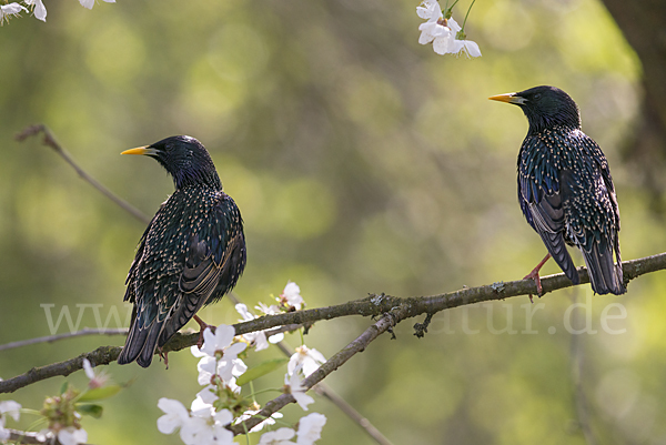 Star (Sturnus vulgaris)