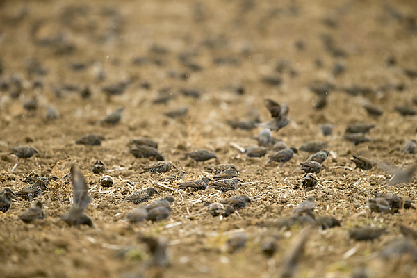 Star (Sturnus vulgaris)