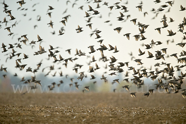 Star (Sturnus vulgaris)