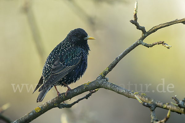 Star (Sturnus vulgaris)