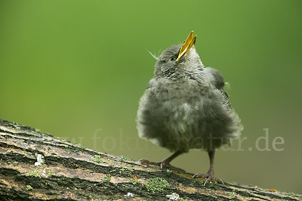 Star (Sturnus vulgaris)