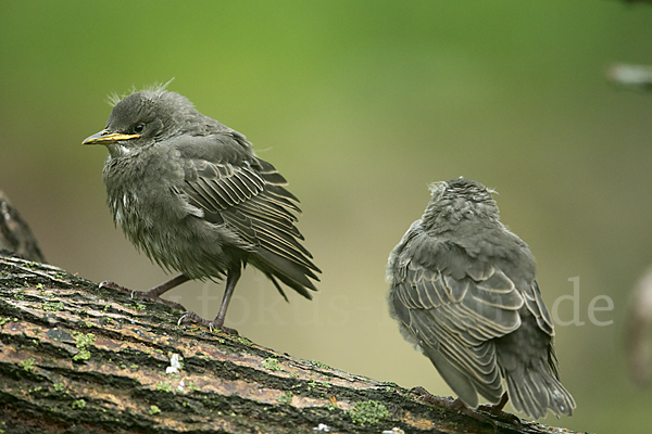 Star (Sturnus vulgaris)