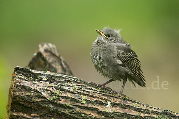 Star (Sturnus vulgaris)