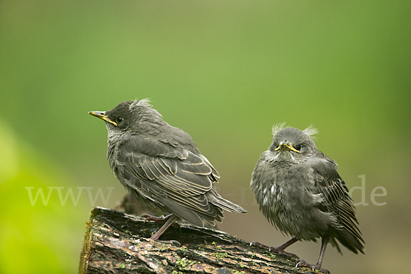 Star (Sturnus vulgaris)