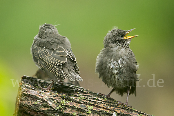 Star (Sturnus vulgaris)