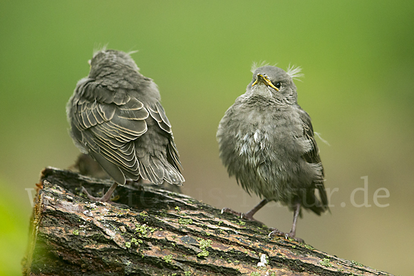 Star (Sturnus vulgaris)