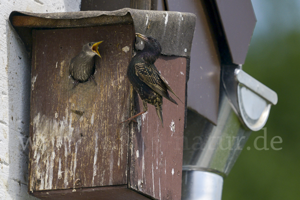 Star (Sturnus vulgaris)