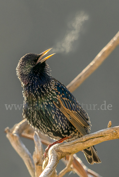 Star (Sturnus vulgaris)