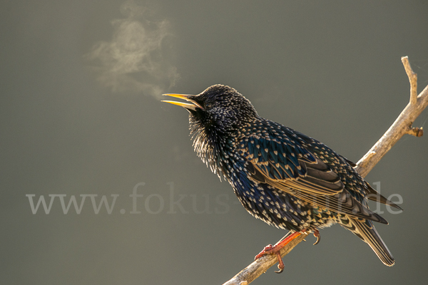 Star (Sturnus vulgaris)