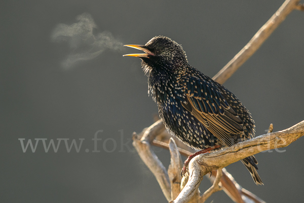 Star (Sturnus vulgaris)