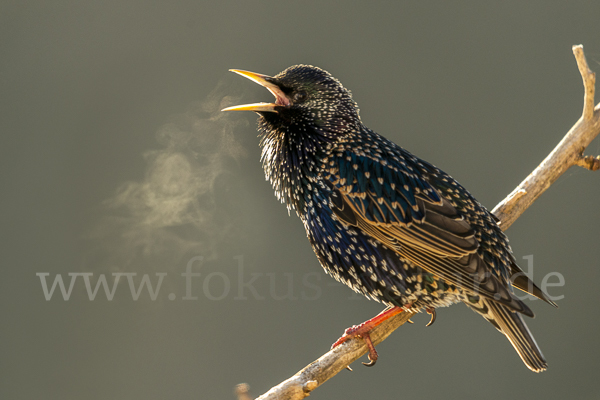 Star (Sturnus vulgaris)