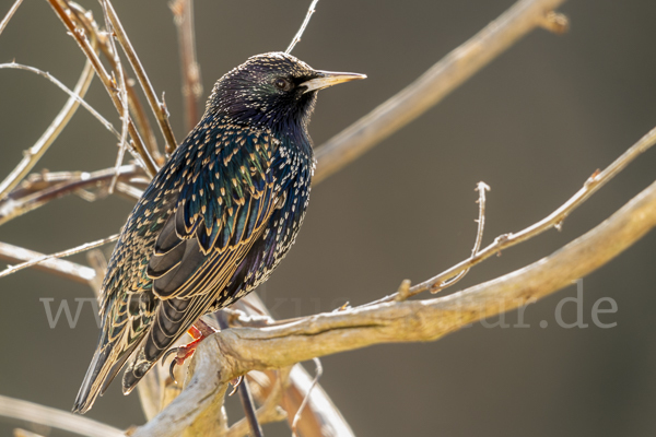 Star (Sturnus vulgaris)