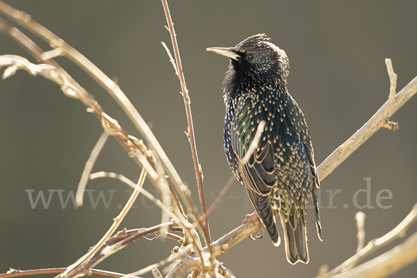 Star (Sturnus vulgaris)