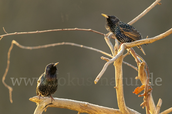 Star (Sturnus vulgaris)