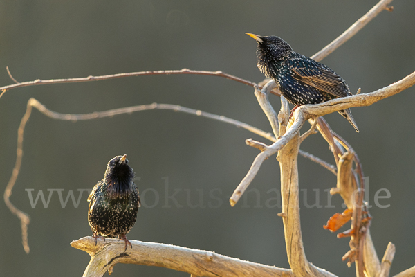 Star (Sturnus vulgaris)