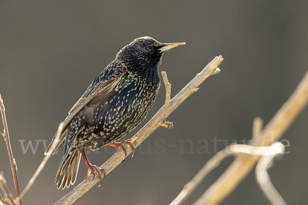 Star (Sturnus vulgaris)