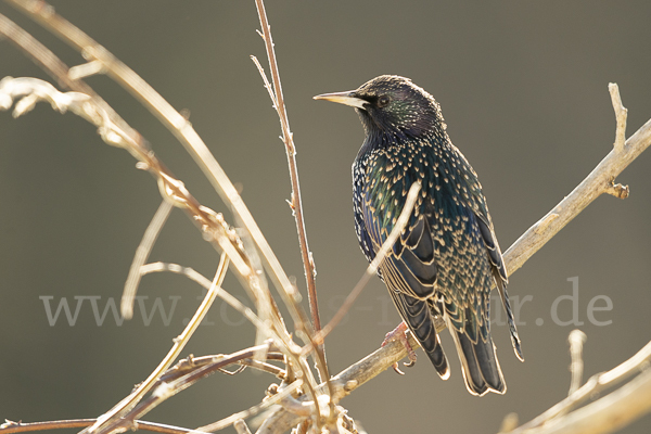 Star (Sturnus vulgaris)