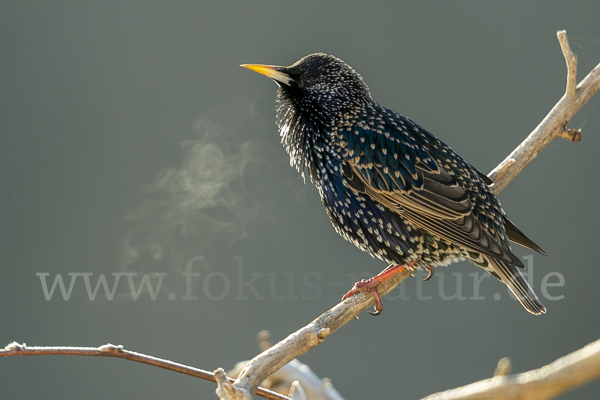 Star (Sturnus vulgaris)