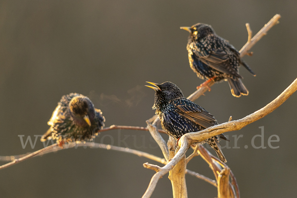 Star (Sturnus vulgaris)