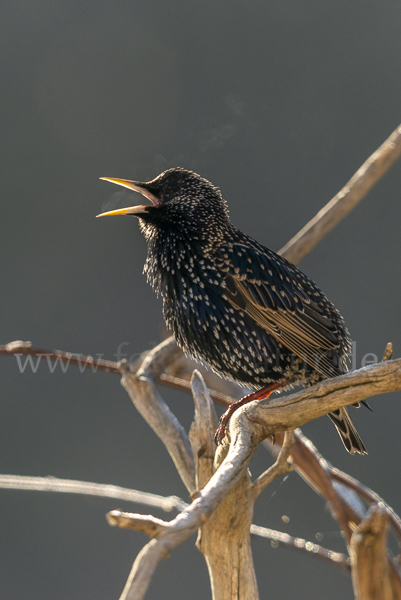 Star (Sturnus vulgaris)