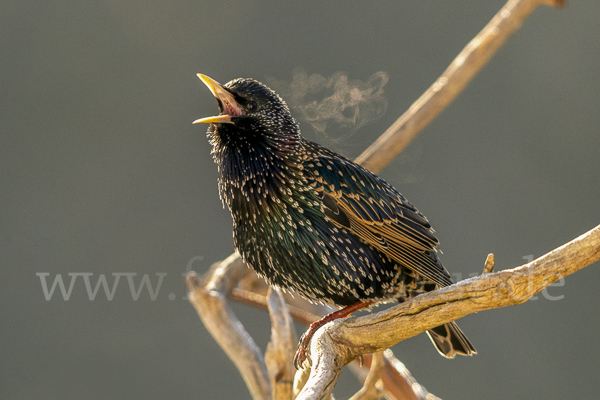 Star (Sturnus vulgaris)