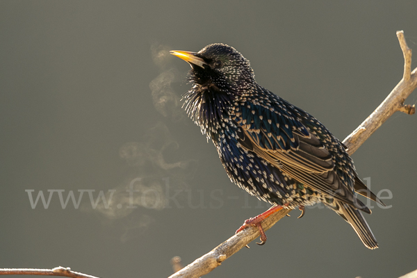 Star (Sturnus vulgaris)