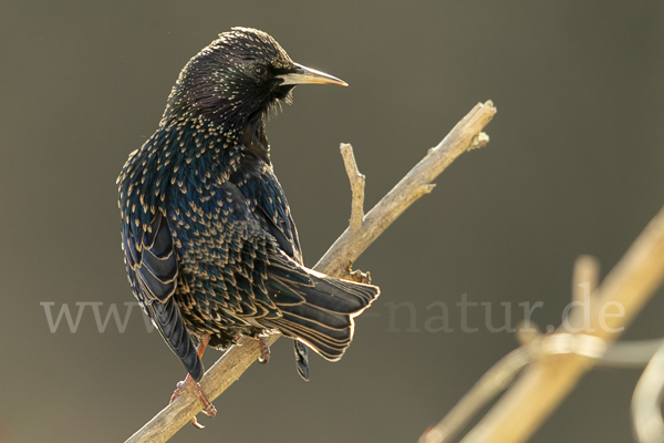 Star (Sturnus vulgaris)