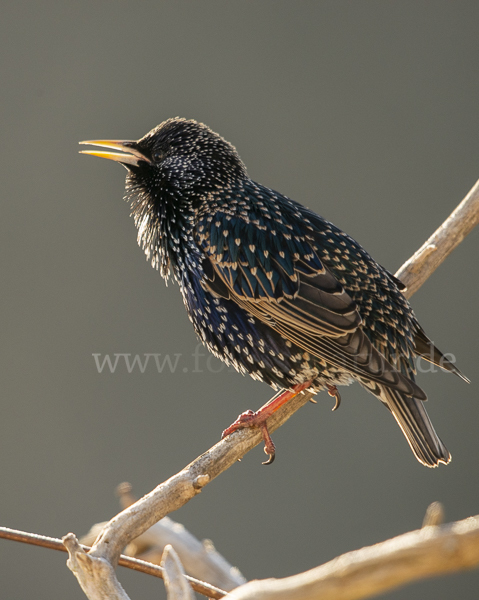 Star (Sturnus vulgaris)