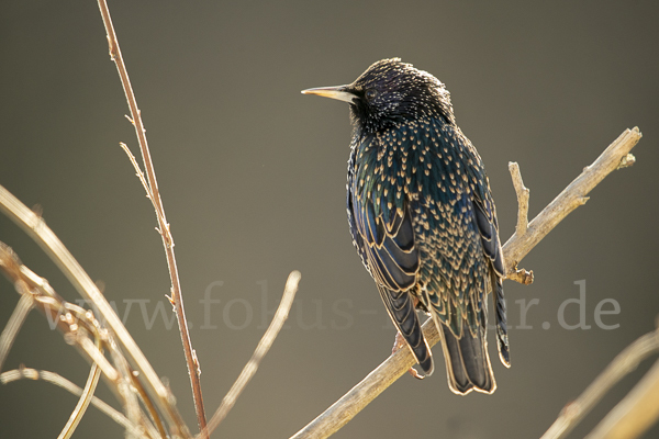 Star (Sturnus vulgaris)