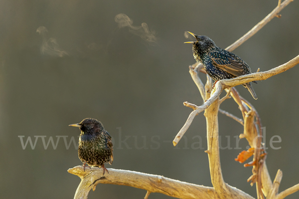 Star (Sturnus vulgaris)