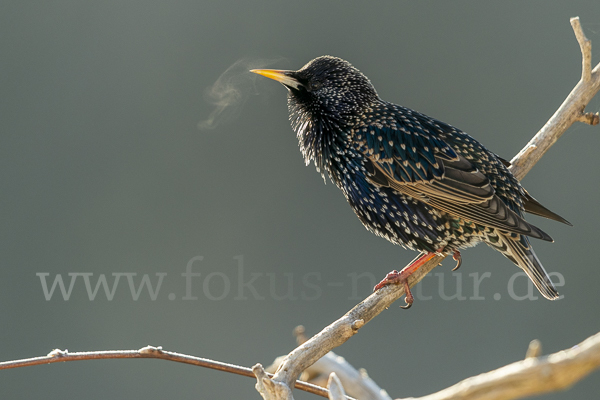 Star (Sturnus vulgaris)