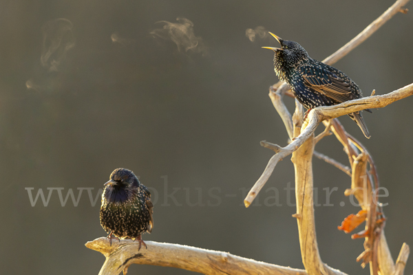 Star (Sturnus vulgaris)