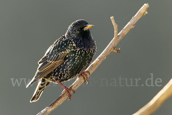 Star (Sturnus vulgaris)