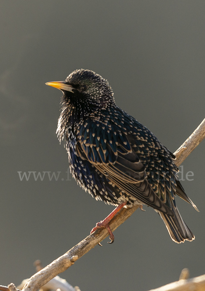 Star (Sturnus vulgaris)