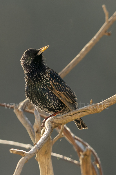 Star (Sturnus vulgaris)