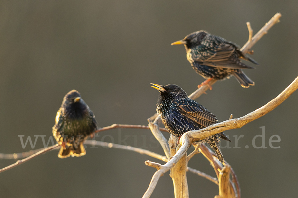 Star (Sturnus vulgaris)