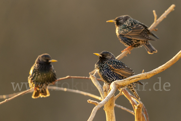 Star (Sturnus vulgaris)