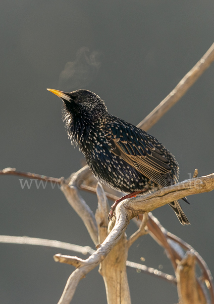 Star (Sturnus vulgaris)