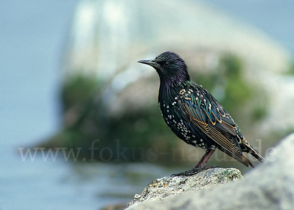 Star (Sturnus vulgaris)