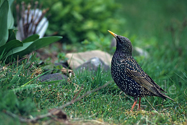 Star (Sturnus vulgaris)