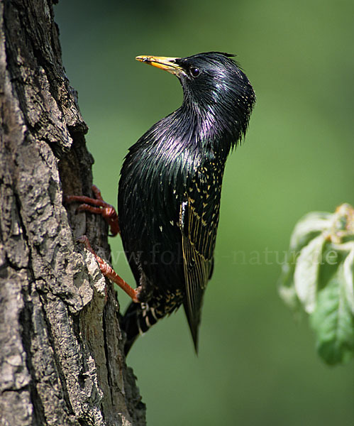 Star (Sturnus vulgaris)