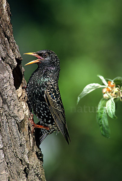 Star (Sturnus vulgaris)