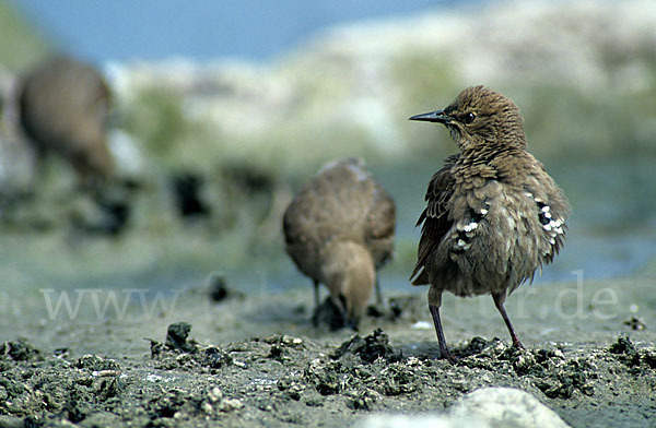 Star (Sturnus vulgaris)