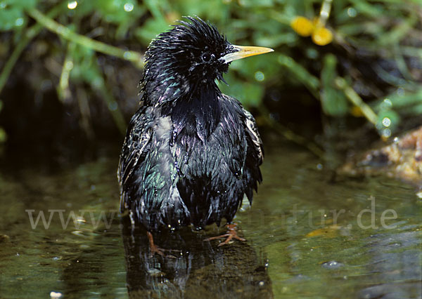 Star (Sturnus vulgaris)