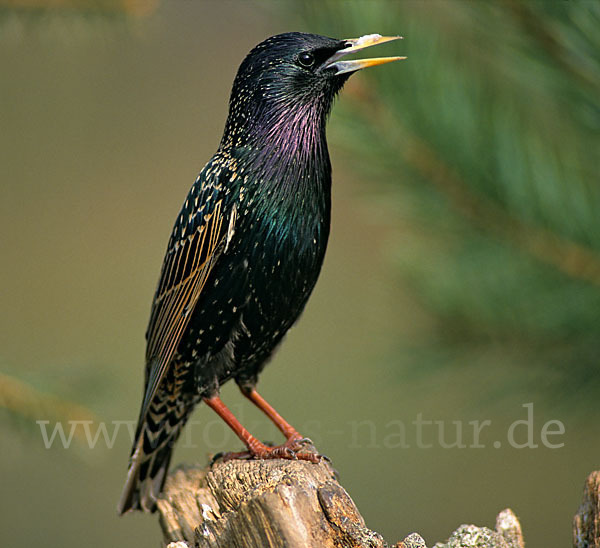 Star (Sturnus vulgaris)