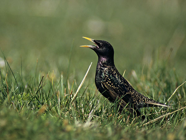 Star (Sturnus vulgaris)