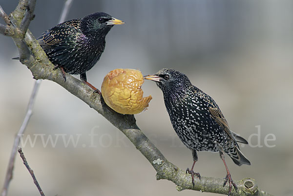 Star (Sturnus vulgaris)